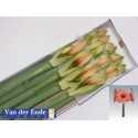 amaryllis GA BOUQUET - van der Ende Flowers