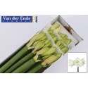 amaryllis GA MONT BLANC - van der Ende...