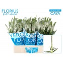 veronique SMART Caya blanche - Florius BV