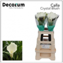 calla Crystal Blush blanc - Future Flowers