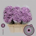 CHR S YIN YANG PINK - Zentoo