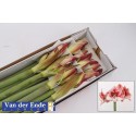 amaryllis GA SHOWMASTER - Kwekerij van der...