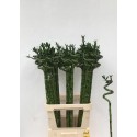 DRAC LUCKY BAMBOO - Victor Deco Bamboo