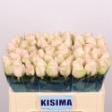 R GR HIGH & BRIDAL - Kisima / Fresco