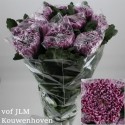 CHR G GILB L PURPLE - VOF JLM Kouwenhoven