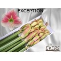 amaryllis GA EXCEPTION - Kwekerij Evers