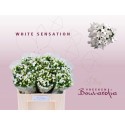 bouvardia WHI SENSATION - Vreeken Bouvardia