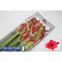 amaryllis GA ISABELLA - Kwekerij van der...