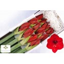 amaryllis GA RED LION - Amaranthos Flowers