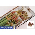 amaryllis GA HAPPY VALLEY - Kwekerij van...