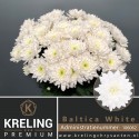 deco BALTICA - Kreling Premium