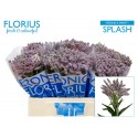 veronique SMART SPLASH - Florius BV