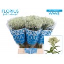 veronique SMART WAVE - Florius BV