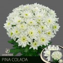 deco PINA COLADA - Samada Flowers