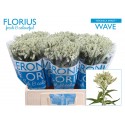 veronique SMART WAVE - Florius BV