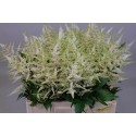 ASTIL JA WASHINGTON - Amazing Astilbe by...