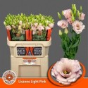 lysianthus G LISANNE L PINK - .