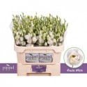 lysianthus G ROSITA BLANC - .