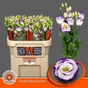 lysianthus G ROSI BLUE PIC - .