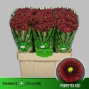 CHR S AAA PURPET RED - CHRYWIJK