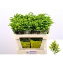 solidago CARZAN GLORY - Marginpar / ST