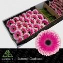 gerbera PRELUDE - .