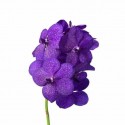 Vanda tayanee deep blue - Ansu vanda