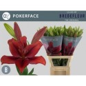 lys POKERFACE ROUGE EX 4+ - .