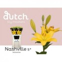 Lilium longi fleurs Nashville jaune -...