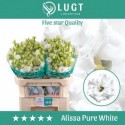 lysianthus double alissa pure blanc -...