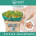 lysianthus double alissa light apricot -...