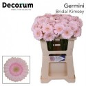 germini BRIDAL Kimsey rose - Oudijk Gerbera