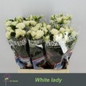 R branchue blanc LADY - Kwekerij de Opstal