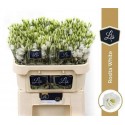 lysianthus G ROSI blanc - .