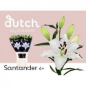 Lilium or santander blanc - Paauw Lilies Bv