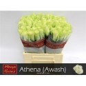 R GR ATHENA - .