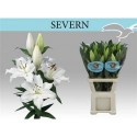 lilium SEVERN 4+ EX! - .