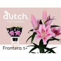 lilium FRONTERA 5+ - .