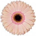 gerbera ALLIANCE - .