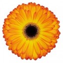 gerbera CATWALK - .