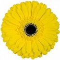 gerbera DON LEO - .