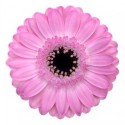 gerbera GLOSSY - .