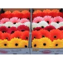 gerbera MIXED ON ROW - .