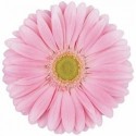 gerbera PLOT - .