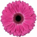 gerbera RICH - .