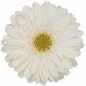 gerbera SWANLAKE - .