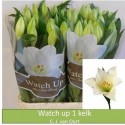 LI longi fleurs WATCH UP 1 PIT - .