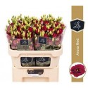 lysianthus G AROSA RED - .