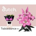 lilium Tabledance rose 4+ - .