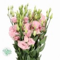 lysianthus G LISANNA CLAIR PINK - .